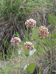 Asclepias otarioides