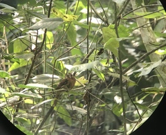 Malacoptila mystacalis