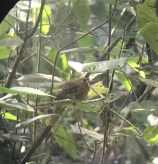 Malacoptila mystacalis