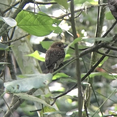 Malacoptila mystacalis