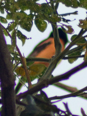 Icterus spurius fuertesi