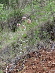 Asclepias otarioides