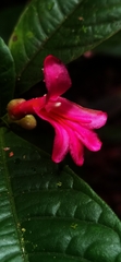 Ravenia spectabilis, photograph Eduardo Chacón Madrigal, CC BY, iNaturalist via GBIF