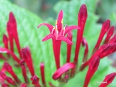 Spigelia longiflora