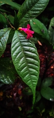 Ravenia spectabilis, photograph Eduardo Chacón Madrigal, CC BY, iNaturalist via GBIF