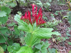 Spigelia longiflora