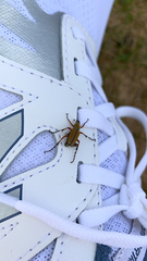 Macrodactylus subspinosus