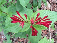 Spigelia longiflora