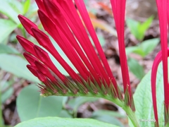 Spigelia longiflora
