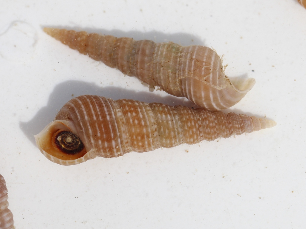 Pareorinae