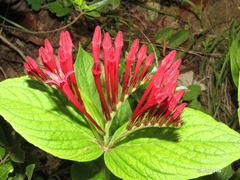 Spigelia longiflora