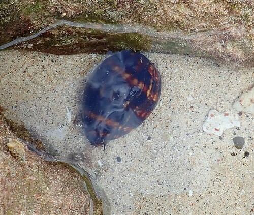 Cypraea observed 2024-10-19