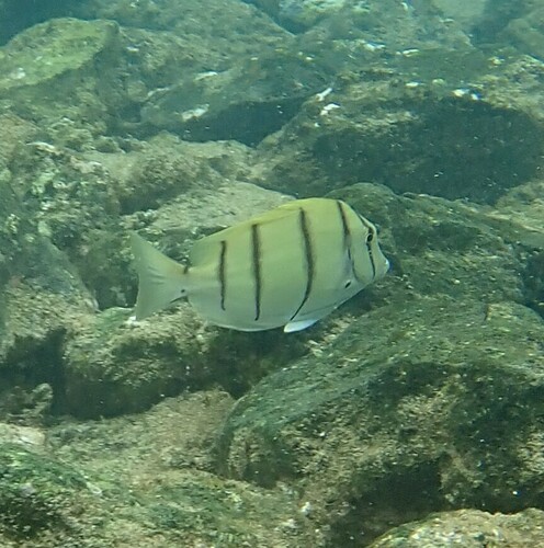 Convict Surgeonfish