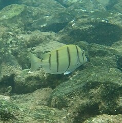 Convict Surgeonfish