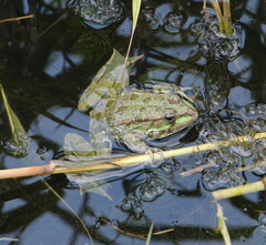 Pelophylax ridibundus