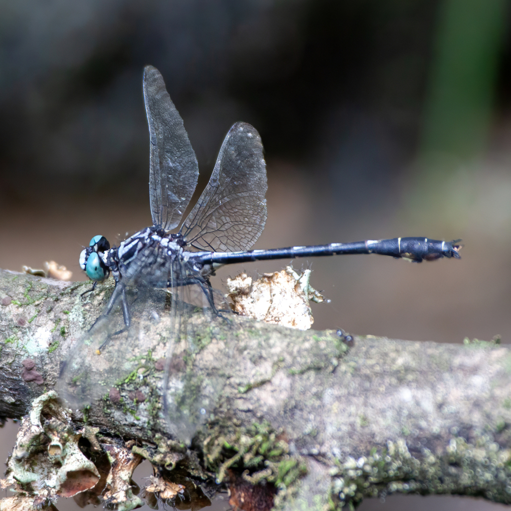 Cherokee Clubtail