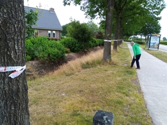 Thaumetopoea processionea