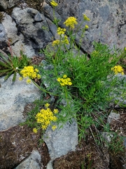 Lomatium brandegeei