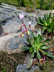 Lewisia columbiana