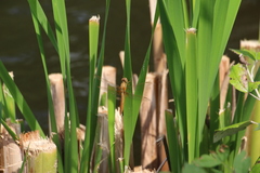 Crocothemis erythraea