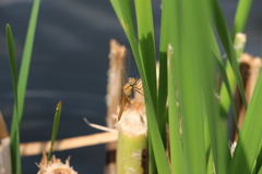Crocothemis erythraea