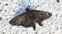 Thorybes dorantes galapagensis