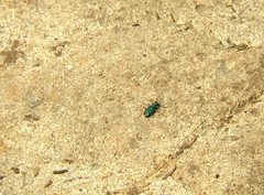 Cicindela depressula