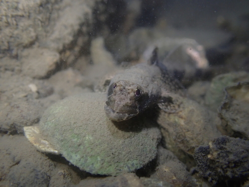 Tweevlek-zandgrondel (Psammogobius biocellatus) — Gobiidae — 4