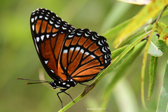 Limenitis archippus floridensis