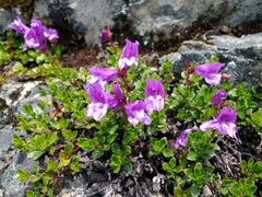 Penstemon davidsonii