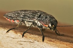 Buprestis lyrata