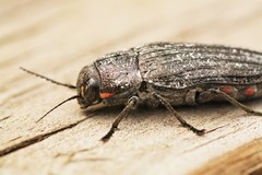Buprestis lyrata