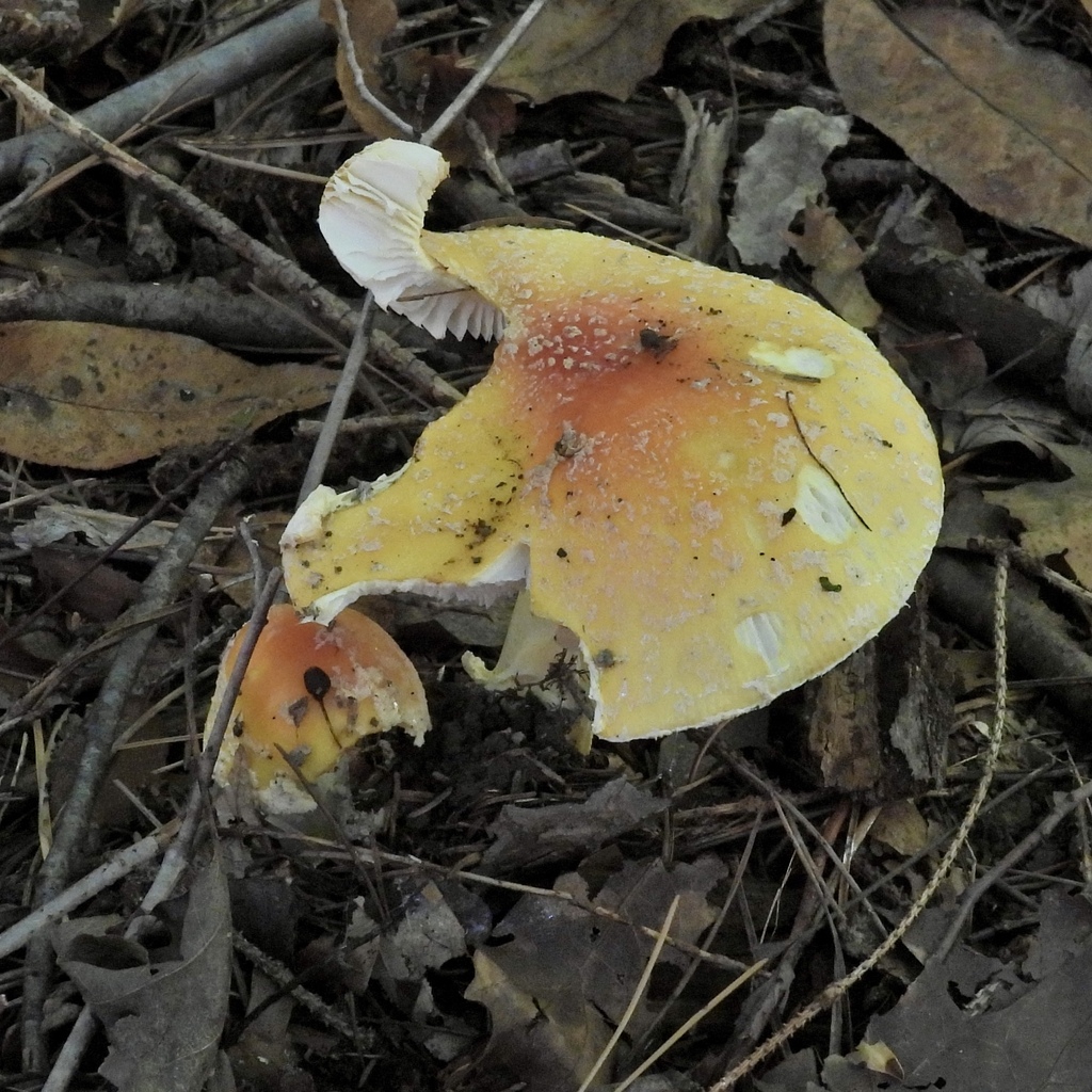 Amanita muscaria<br>19 October, 2024