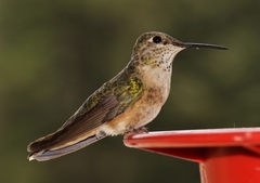 Selasphorus platycercus