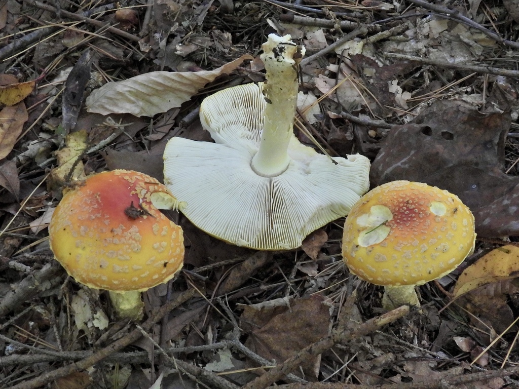 Amanita muscaria<br>19 October, 2024