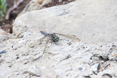 Orthetrum cancellatum