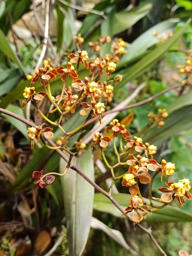 Cyrtochilum flexuosum, photograph 1