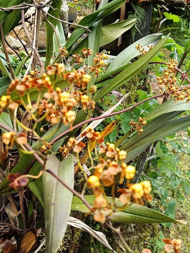 Cyrtochilum flexuosum, photograph 2