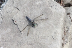 Orthetrum cancellatum