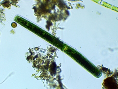 Pleurotaenium maximum