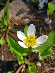 Caltha chionophila