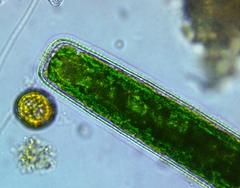 Pleurotaenium maximum