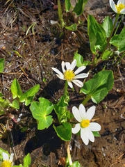 Caltha chionophila