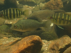 Khaki Bream photo 2