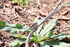 Orthetrum cancellatum
