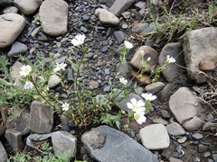 Cerastium polymorphum
