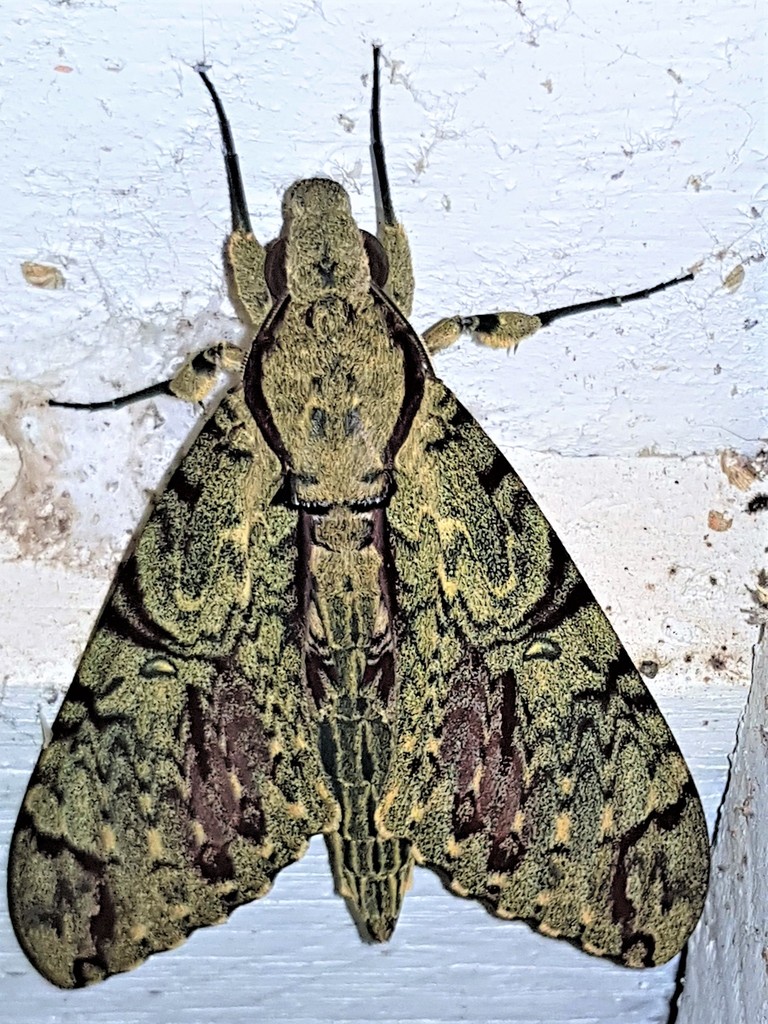 Walker's Hawkmoth from Tapanahony, Suriname on July 7, 2019 at 02:15 AM ...