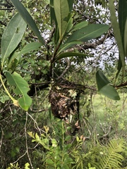 Vireo griseus