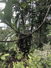 Vireo griseus