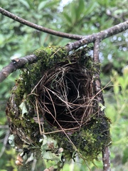 Vireo griseus